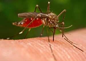 mosquito_malaria.jpg